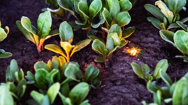 激光机器除草过程