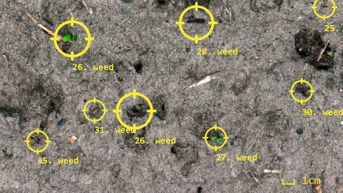 机器识别杂草过程
